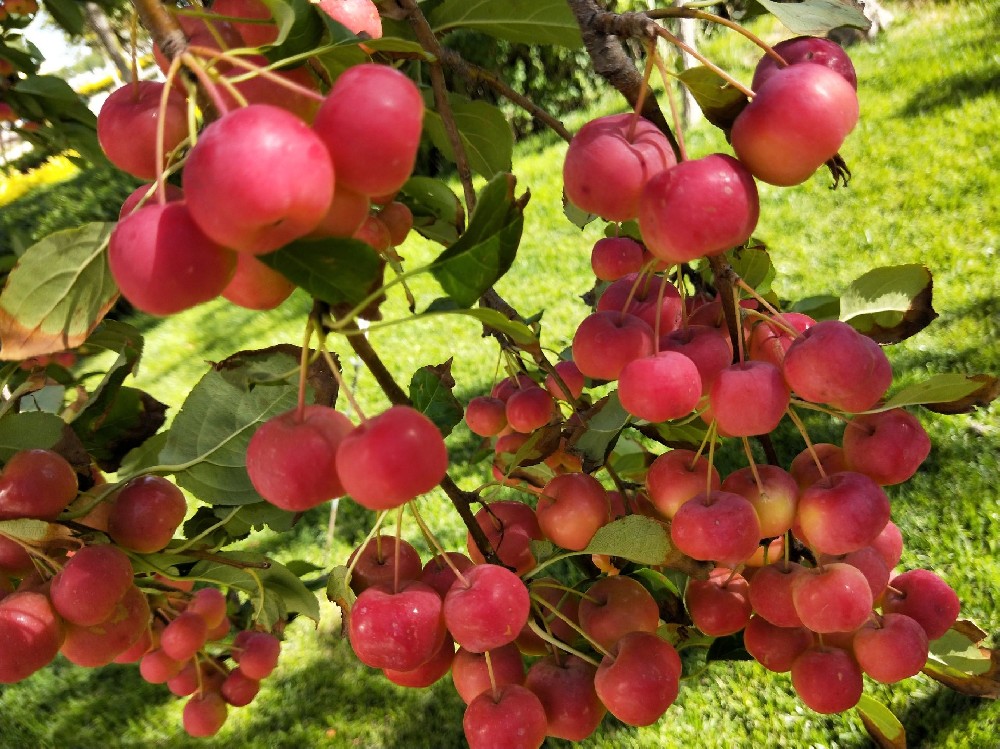 海棠果冷库建造，海棠果长期存储方法介绍