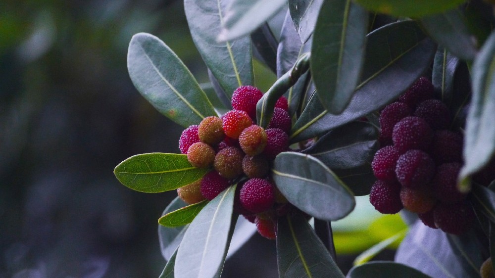 保鲜冷库保鲜杨梅时要注意哪些问题 保鲜冷库保鲜杨梅时要注意哪些问题